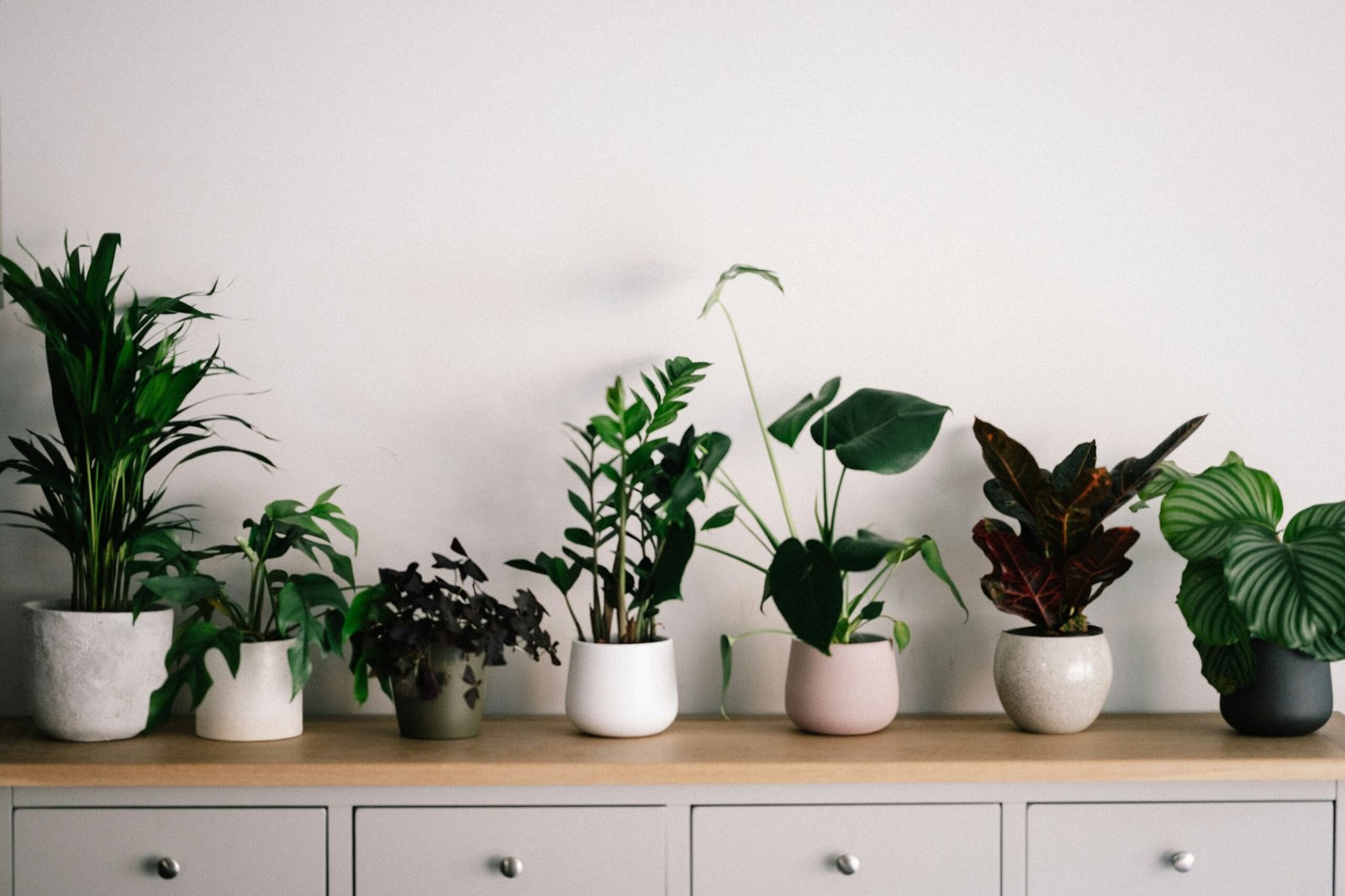 green plant on white ceramic pot